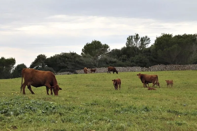 Agroturismo Son Triay Ferreries Farm stay